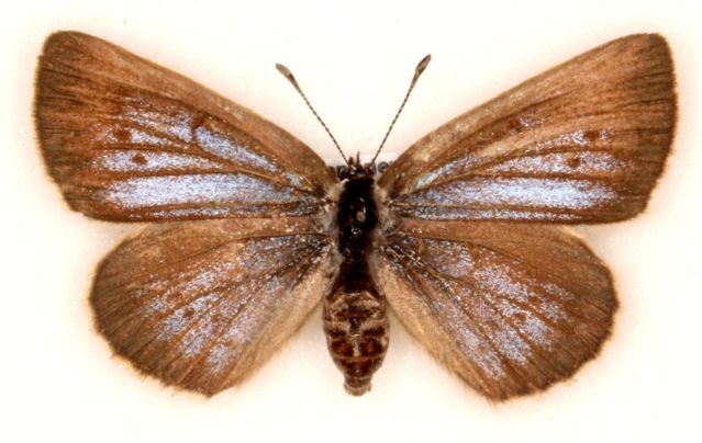 Maculinea nausithous male (aberration (dusky large blue) european) Internet Image property of respective owner, non-commercial use only
